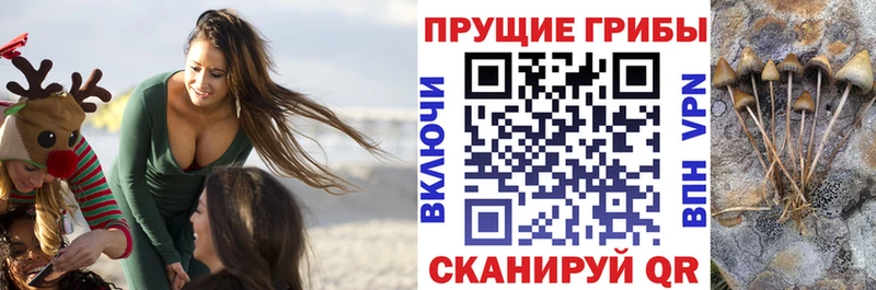Псилоцибиновые грибы прущие грибы  kraken как войти  Волгоград 